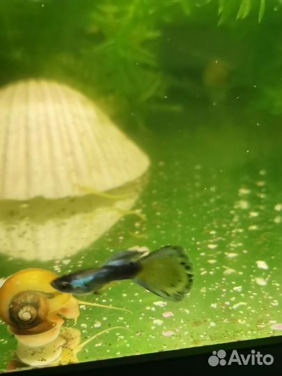 Гуппи Московская