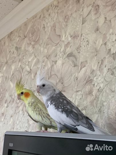 Ручной попугай корелла с клеткой