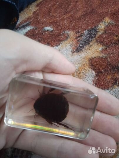 Жук в смоле