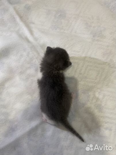 Котенок мальчик