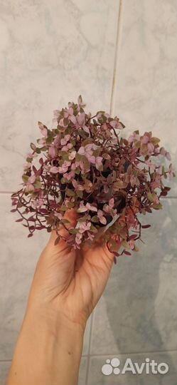 Каллизия мини Розовая Пантера (Pink Panther)