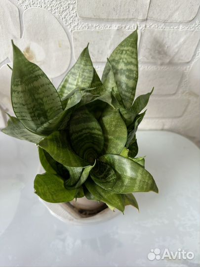 Сансевиерия