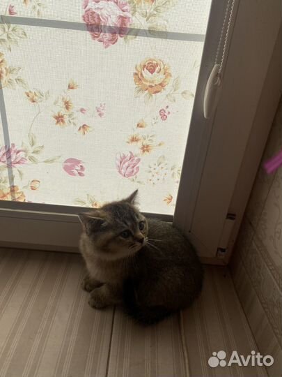Британская кошка