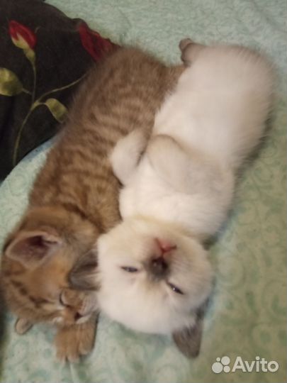 Шотландские котята