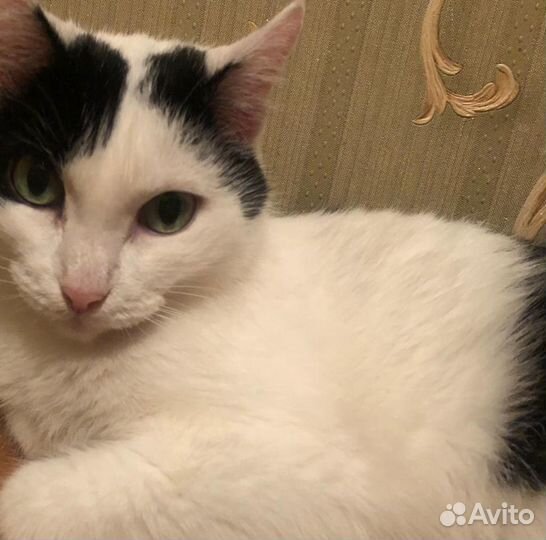 Изящную красавицу