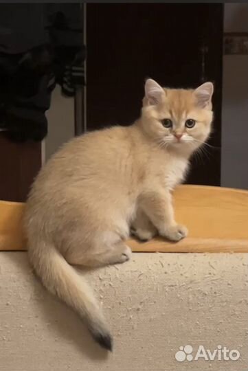 Британский зеленоглазый мальчик,шиншилла.2,5 мес