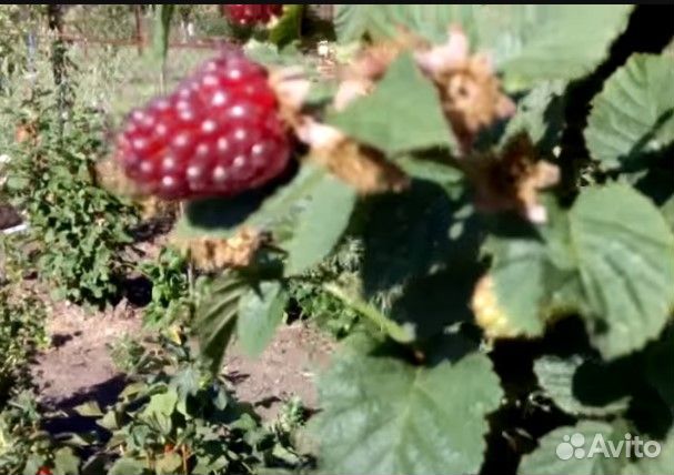 Продам саженцы ежемалины Тайберри