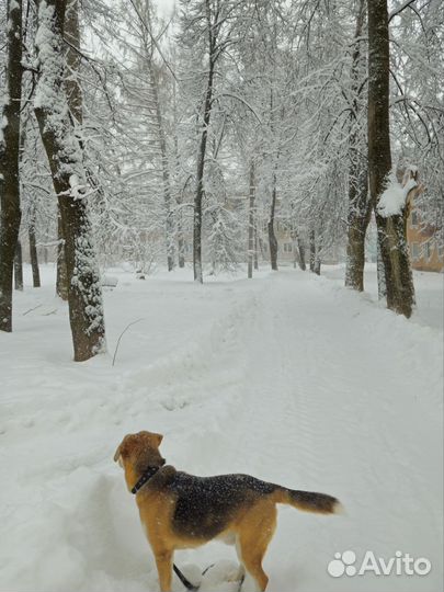Выгулять собаку