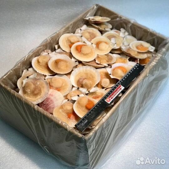 Гребешок на створке раковины