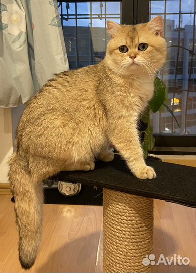 Золотая шиншилла вязка