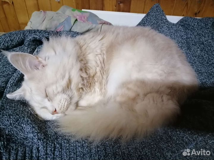 Кошки мейн-кун