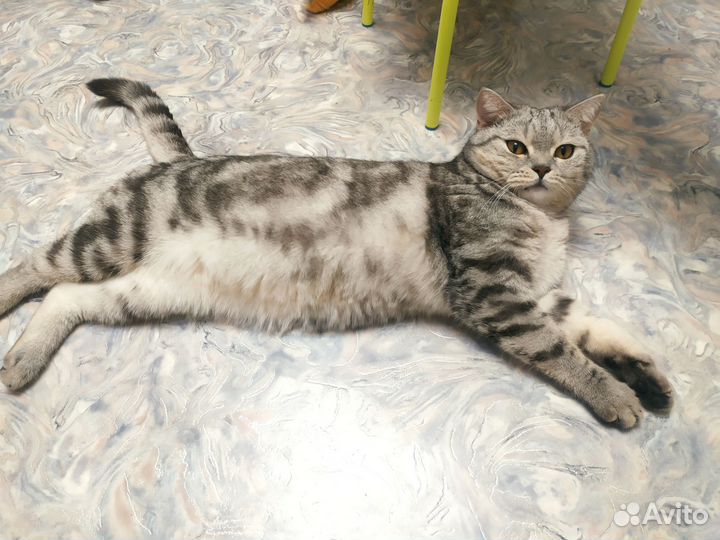 Отдам кота в добрые руки