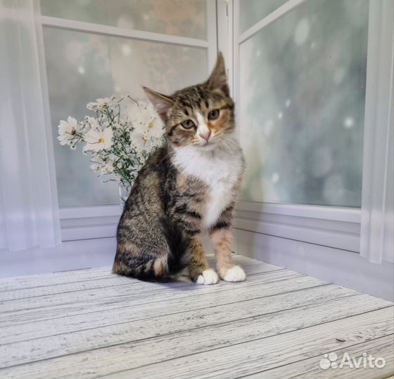 Котята в добрые руки, с ненавязчивым отслеживанием