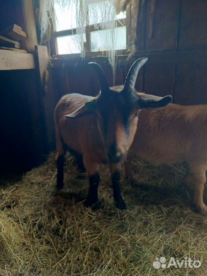 Два козла (7 месяцев) чешский и обычный