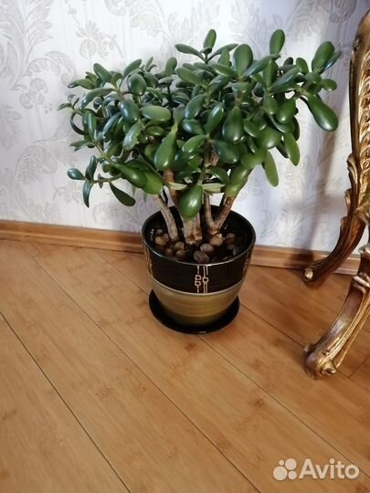 Комнатные растения цветы