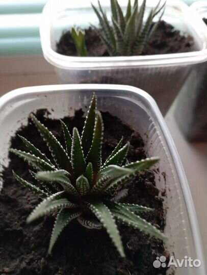 Кактусы и суккуленты