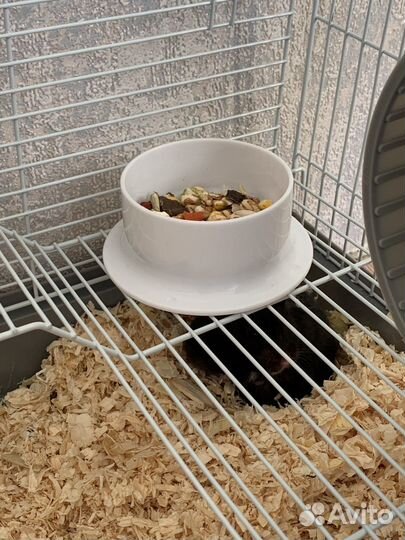 Сирийский хомяк с клеткой