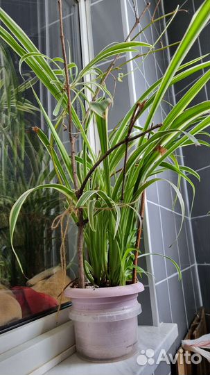 Хлорофитум полосатый