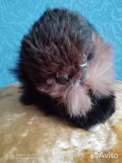 Игрушка- котёнок времён СССР