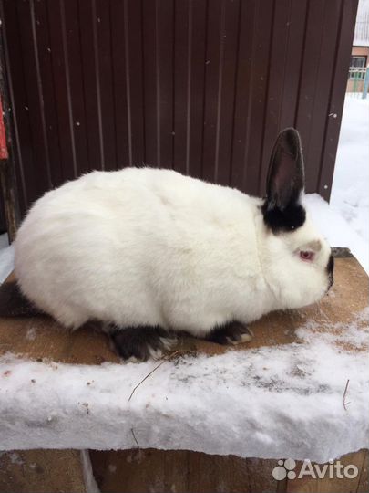 Калифорнийские кролики