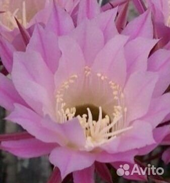 Кактус эхинопсис (сиренево-розовые цветы)