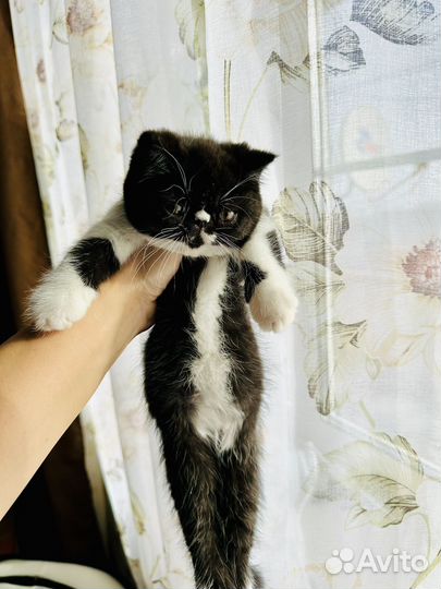 Экзотическая короткошерстная милашка