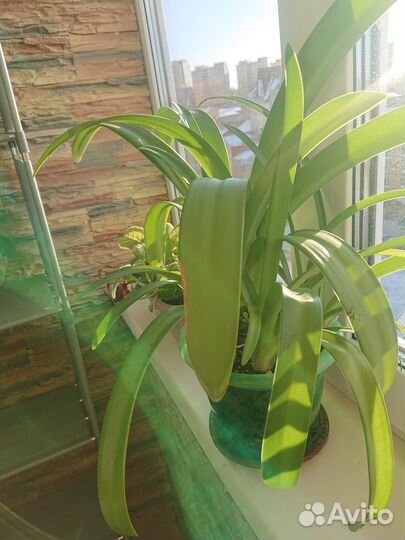 Гипиаструм