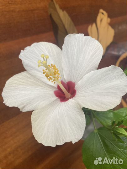 Гибискус китайская роза белая, розовая