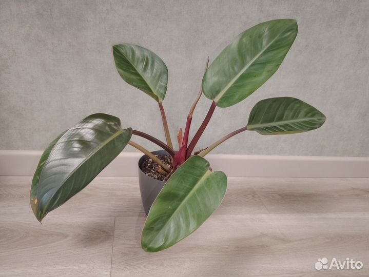Филодендрон