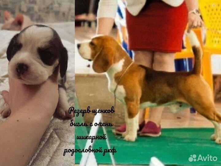 Щенки шоу класса