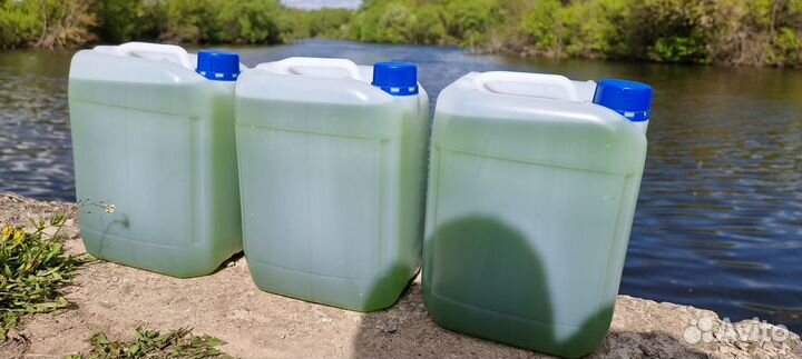 Хлорелла для водоемов