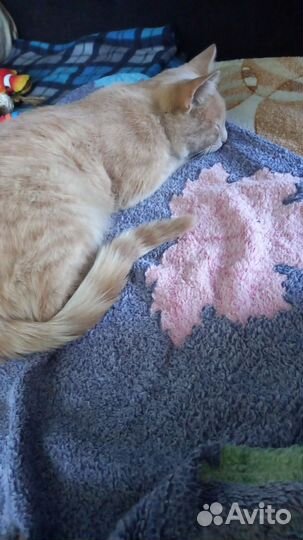 Домашние животные кошки