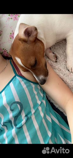 Передержка животных