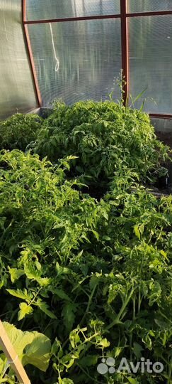 Рассада Доставка Томатов, картофель семенной