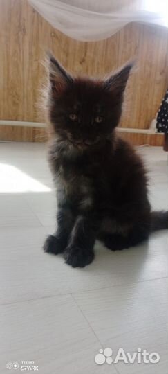 Котята мейн-кун