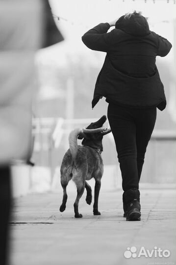 Выгул/дрессировка/передержка собак