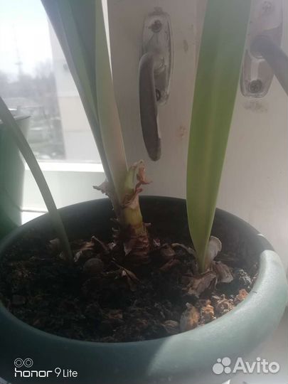 Гиппиаструм