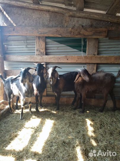 Англо нубийский козел