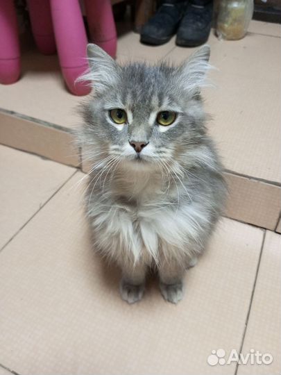 Мальчик кот подросток