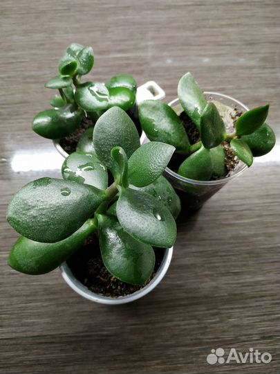 Крассула толстянка