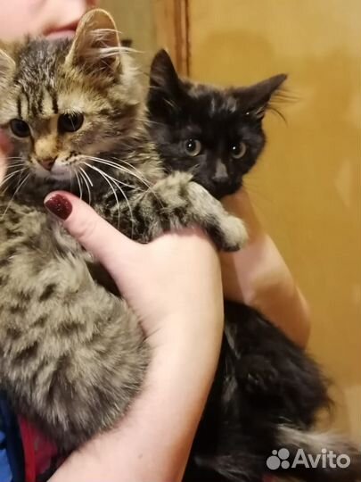 Котята в добрые руки даром
