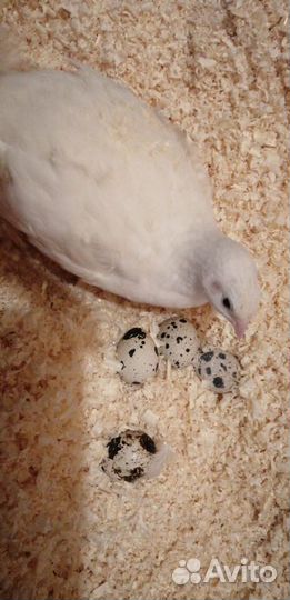 Яйцо перепелиное, цыплята перепелов