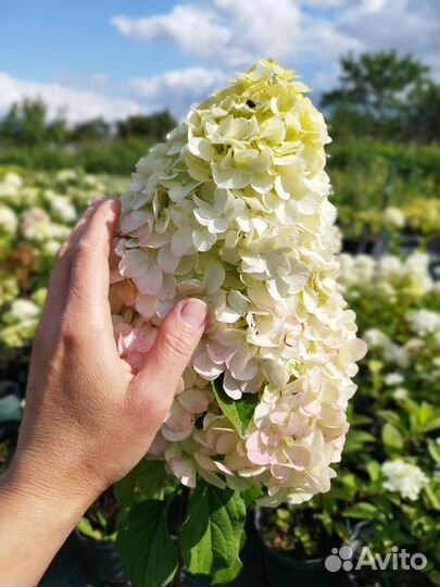 Гортензия метельчатая Геркулес