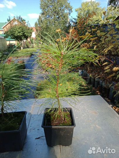 Саженцы кедра - сосны кедровой корейской