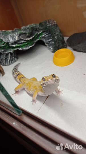 Эублефар самец