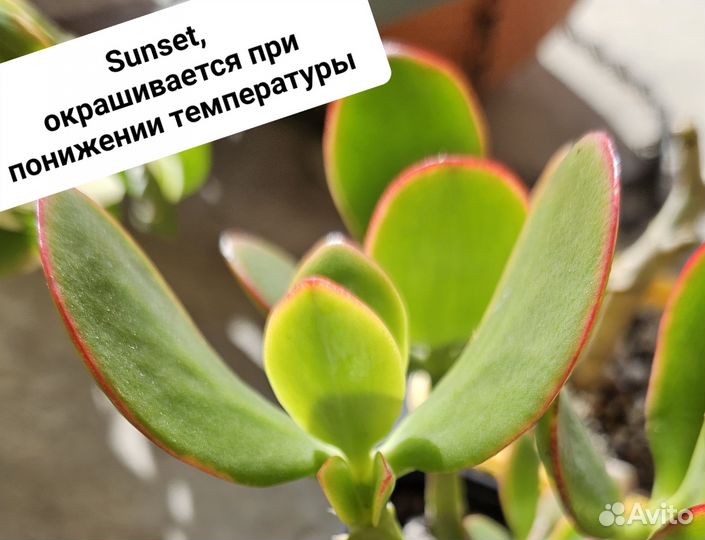 Крассула Сансет, Sunset