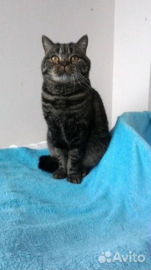 Шотландцы в добрые руки