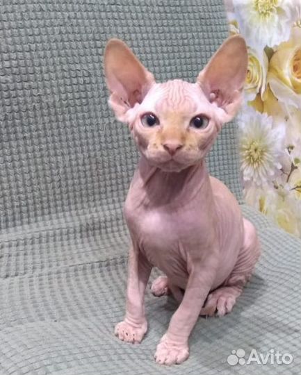 Канадский сфинкс котенок мальчик