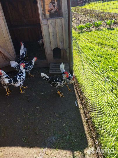 Молодые породистые петухи