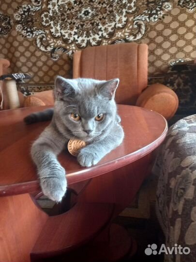 Британский кот